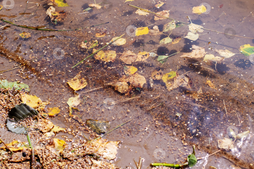 Скачать В небольшой луже воды мягко плавают различные листья фотосток Ozero