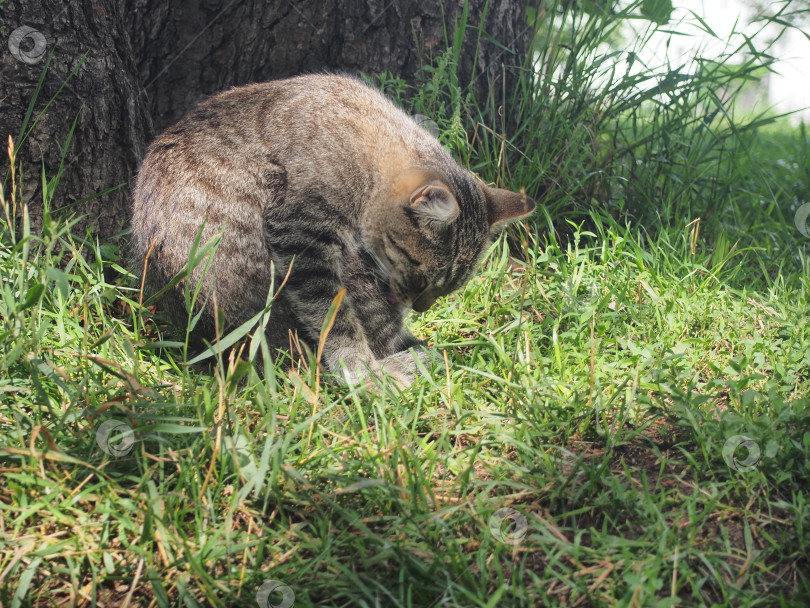 Скачать Кошка (кот) сидит на траве и вылизывает себя. фотосток Ozero