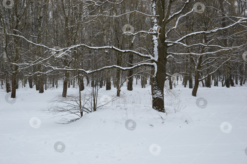 Скачать Зимний лес фотосток Ozero