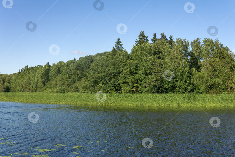 Скачать природный ландшафт, лесистый берег с зарослями тростника фотосток Ozero