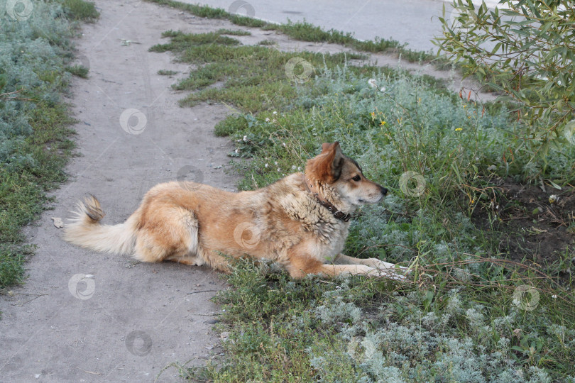 Скачать собака фотосток Ozero