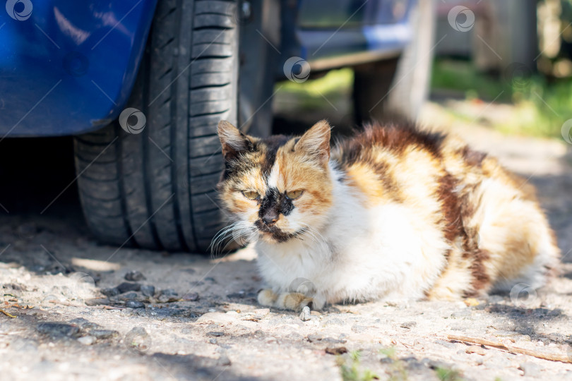 Скачать Красивая ситцевая кошка уютно устроилась под автомобильной шиной фотосток Ozero