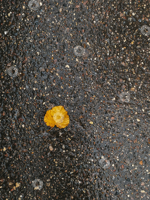 Скачать Мокрый желтый опавший лист лежит на тротуаре с мелкими камешками, вертикальное фото фотосток Ozero