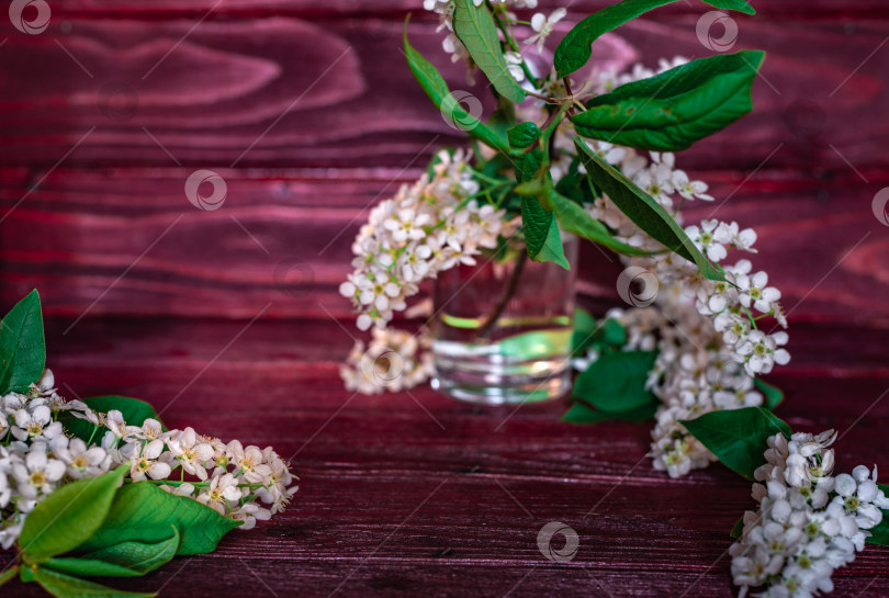 Скачать Ветка и цветок черемухи (Prunus padus) фотосток Ozero