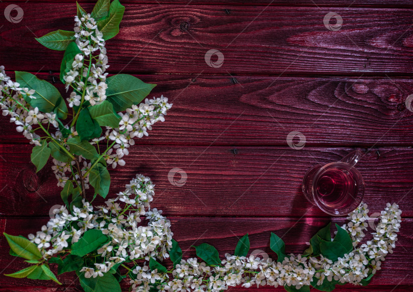 Скачать Ветка и цветок черемухи (Prunus padus) фотосток Ozero