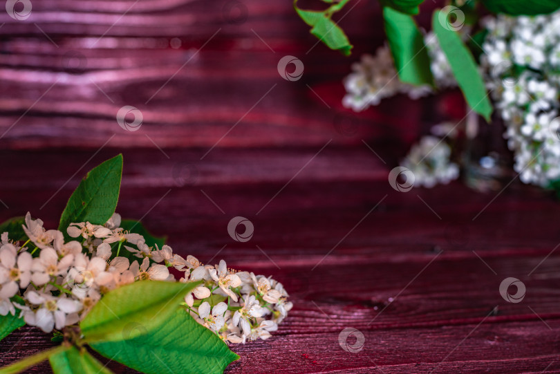 Скачать Ветка и цветок черемухи (Prunus padus) фотосток Ozero