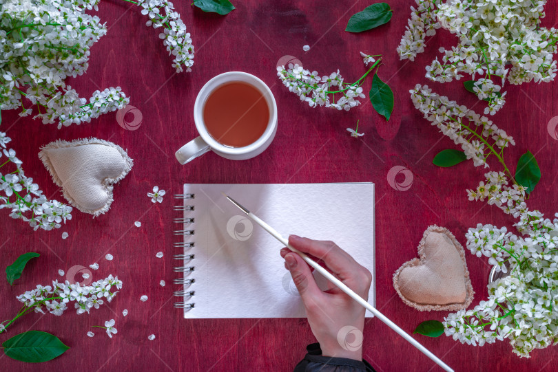 Скачать Ветка и цветок черемухи (Prunus padus) фотосток Ozero