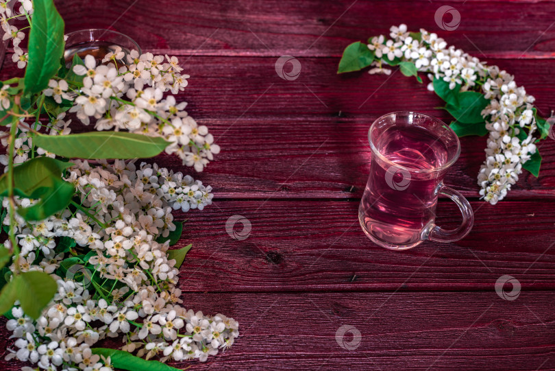 Скачать Ветка и цветок черемухи (Prunus padus) фотосток Ozero