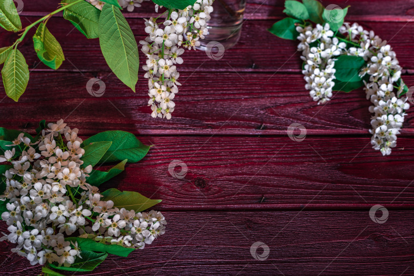 Скачать Ветка и цветок черемухи (Prunus padus) фотосток Ozero