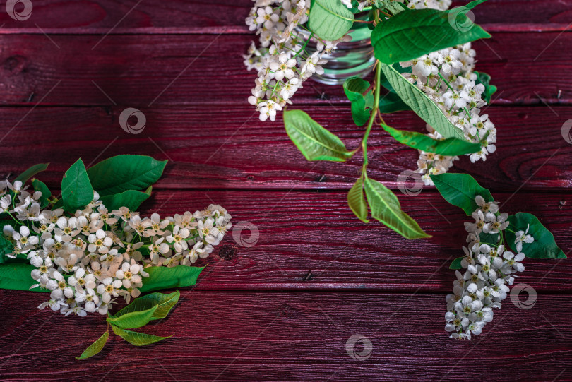 Скачать Ветка и цветок черемухи (Prunus padus) фотосток Ozero