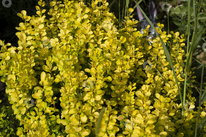 Скачать Растущие веточки с множеством желтых лепестков цветов вокруг зеленой травы фотосток Ozero