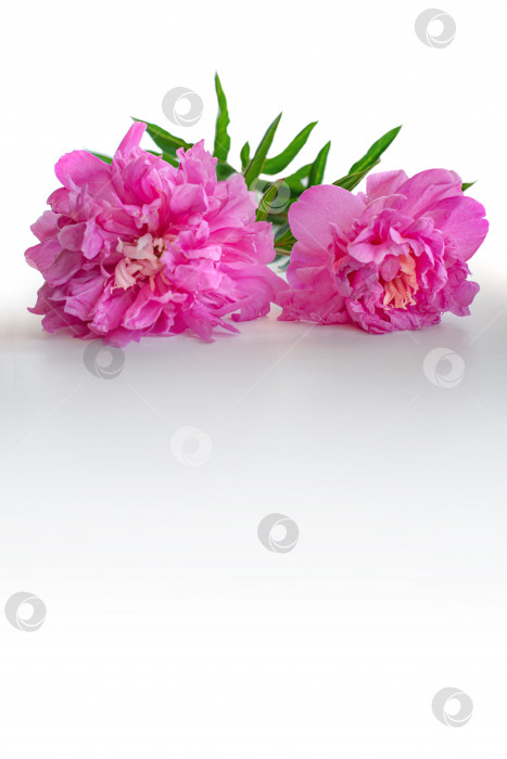 Скачать Розовые пионы на белом фоне. Два цветка лежат на подоконнике фотосток Ozero