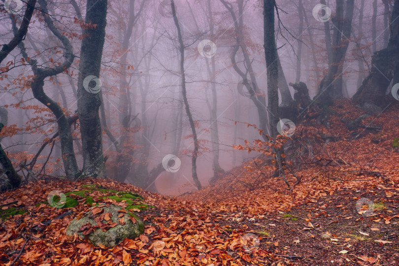 Скачать Туман в буковом лесу. фотосток Ozero