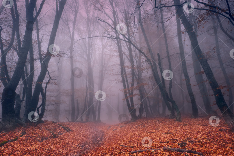 Скачать Туман в буковом лесу. фотосток Ozero