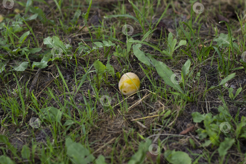 Скачать Спелая желтая слива лежит среди травы, горизонтальное фото фотосток Ozero