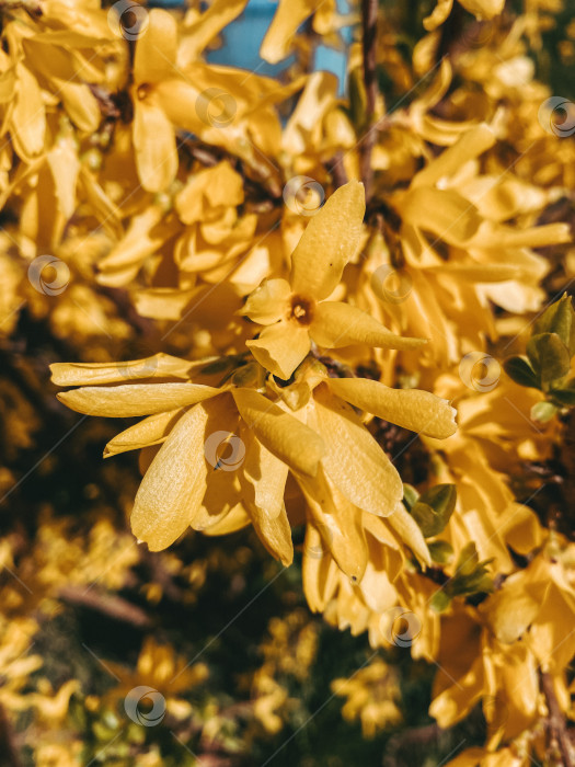 Скачать Желтые распускающиеся цветы со множеством узких лепестков, теплых тонов фотосток Ozero