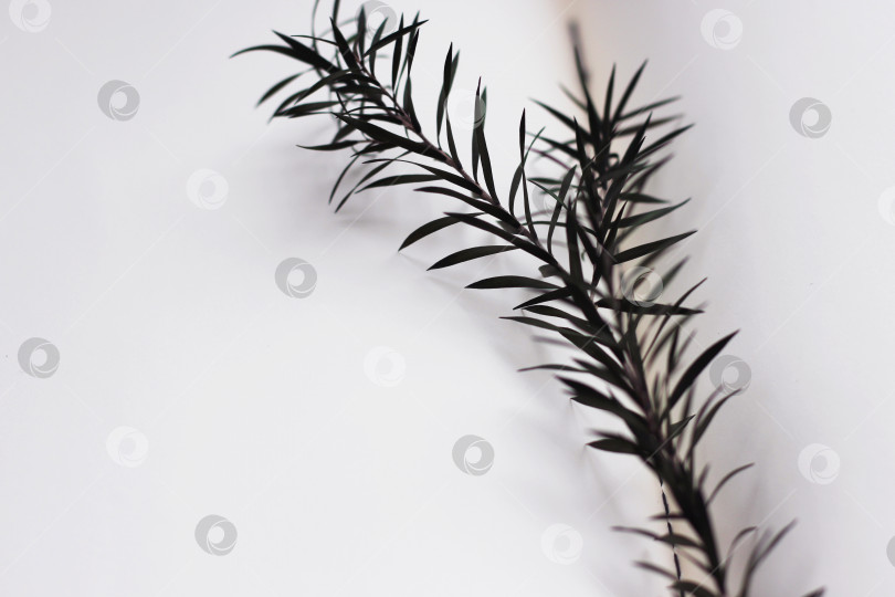 Скачать Темно-зеленое растение на белом фоне, тень, горизонтальное фото фотосток Ozero