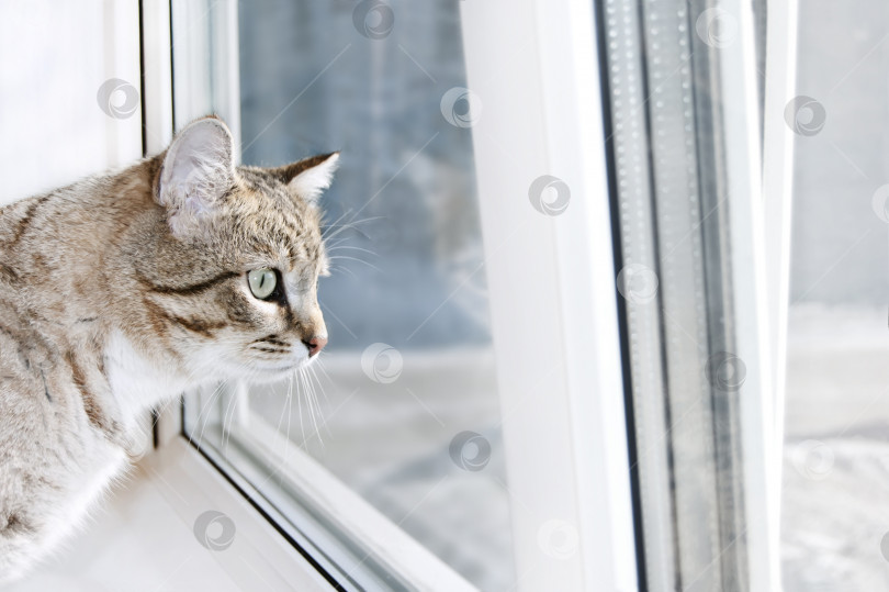 Скачать Полосатый кот-самец с интересом выглядывает в окно. Портрет полосатой кошки на подоконнике. Кошка хочет погулять на улице в солнечный день фотосток Ozero