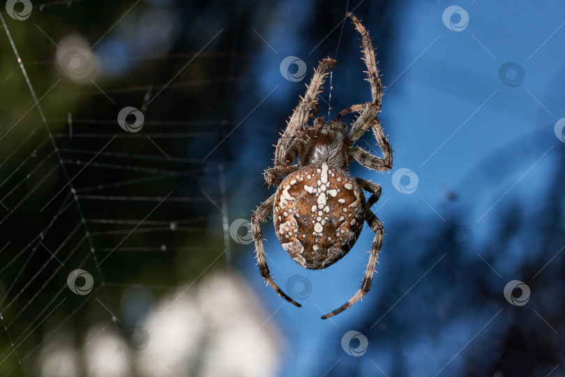 Скачать Паук-крестовник (лат. Araneus) находится в центре паутины. фотосток Ozero