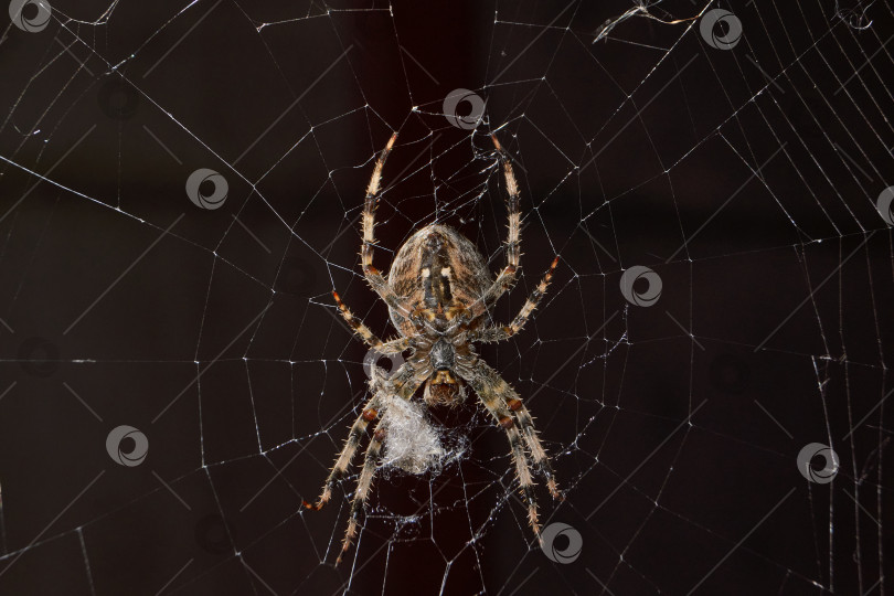 Скачать Паук-крестовник (лат. Araneus) находится в центре паутины. фотосток Ozero