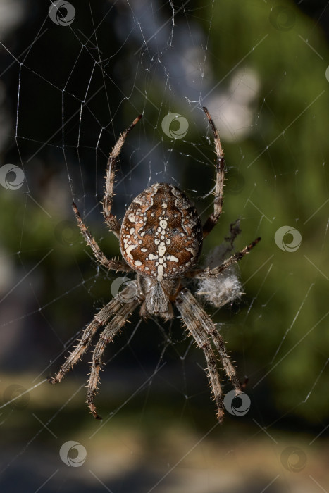 Скачать Паук-крестовник (лат. Araneus) находится в центре паутины. фотосток Ozero