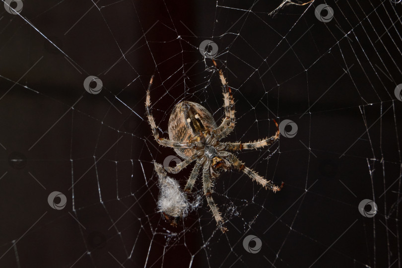 Скачать Паук-крестовник (лат. Araneus) находится в центре паутины. фотосток Ozero