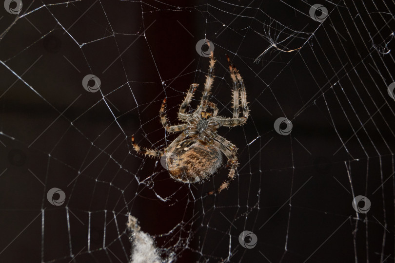 Скачать Паук-крестовник (лат. Araneus) находится в центре паутины. фотосток Ozero