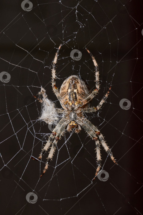 Скачать Паук-крестовник (лат. Araneus) находится в центре паутины. фотосток Ozero