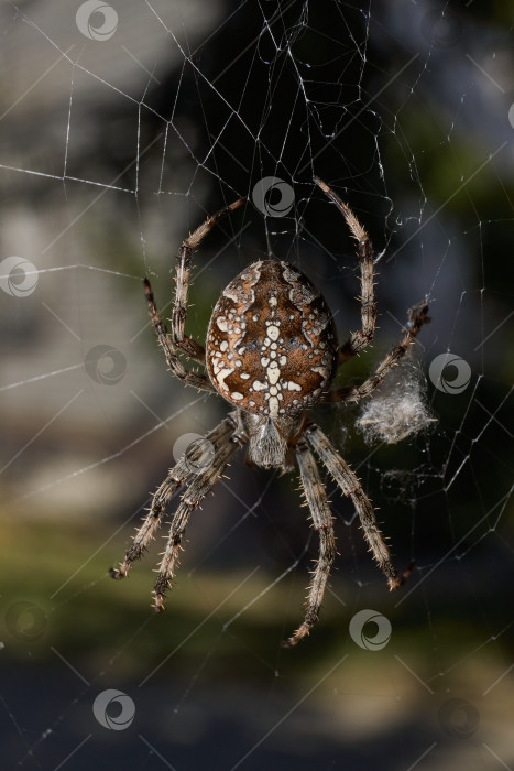 Скачать Паук-крестовник (лат. Araneus) находится в центре паутины. фотосток Ozero