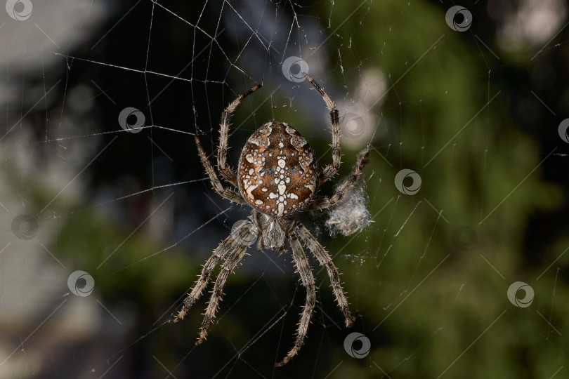 Скачать Паук-крестовник (лат. Araneus) находится в центре паутины. фотосток Ozero