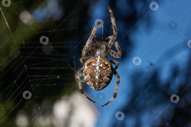 Скачать Паук-крестовник (лат. Araneus) находится в центре паутины. фотосток Ozero