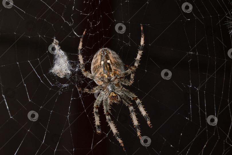 Скачать Паук-крестовник (лат. Araneus) находится в центре паутины. фотосток Ozero