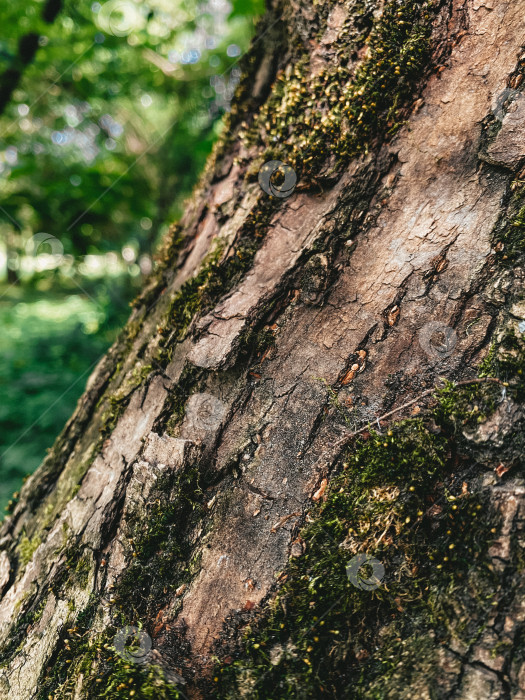 Скачать Зеленый мох на дереве крупным планом, естественная текстура, размытый фон, вертикальное фото фотосток Ozero