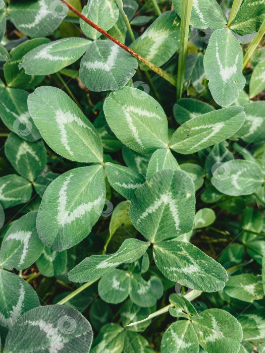 Скачать Круглые зеленые листья клевера со светлым орнаментом, яркая вертикальная фотография фотосток Ozero