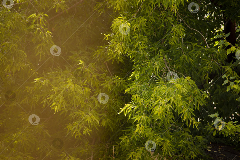 Скачать Текстура зеленого фона с теплыми размытыми бликами, горизонтальная фотография фотосток Ozero