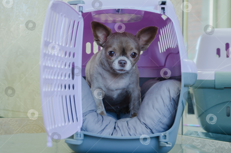Скачать Маленькая собачка выглядывает из переноски фотосток Ozero