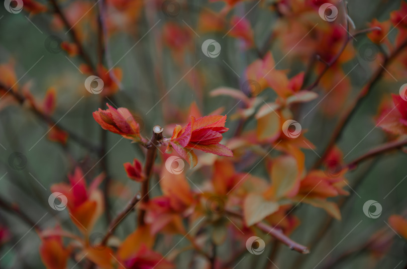 Скачать У куста японской спиреи весной начинают отрастать листья на ржавчине. фотосток Ozero