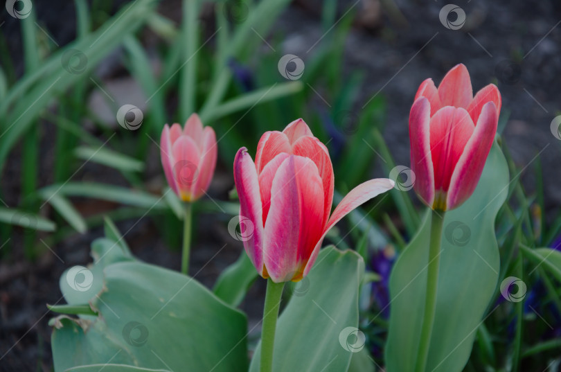 Скачать В саду распускаются тюльпаны фотосток Ozero