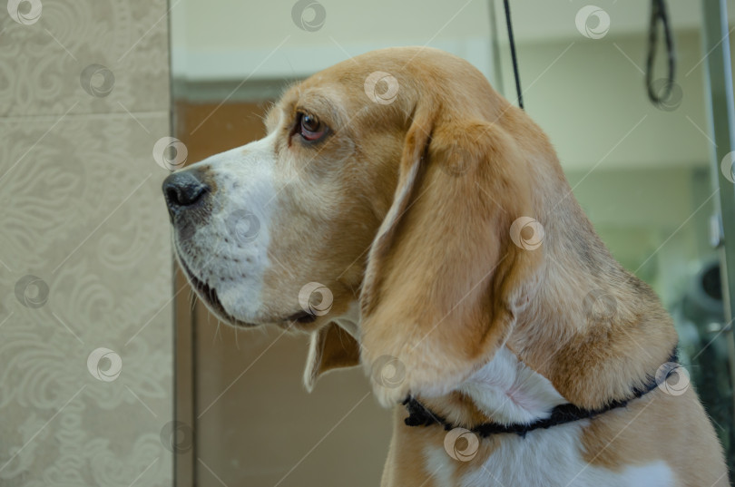 Скачать Портрет собаки породы бигль, собачья морда сбоку фотосток Ozero