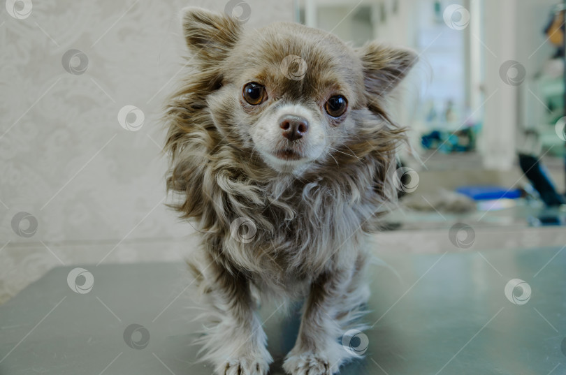 Скачать Маленькая лохматая собачка чихуахуа на столе грумера фотосток Ozero