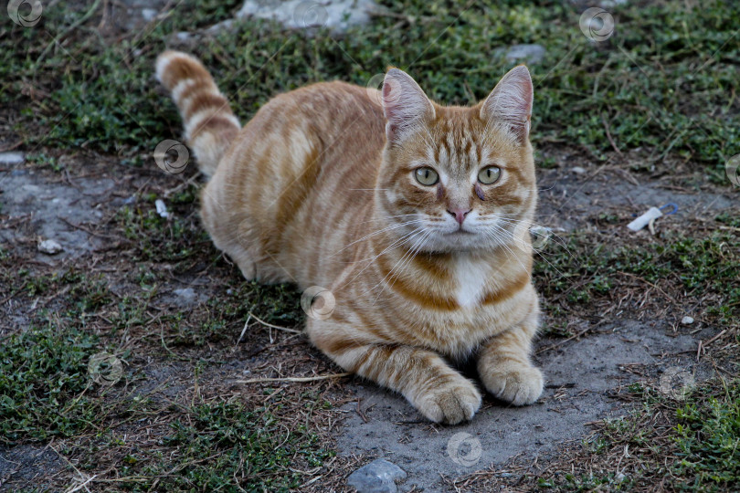 Скачать Кот фотосток Ozero