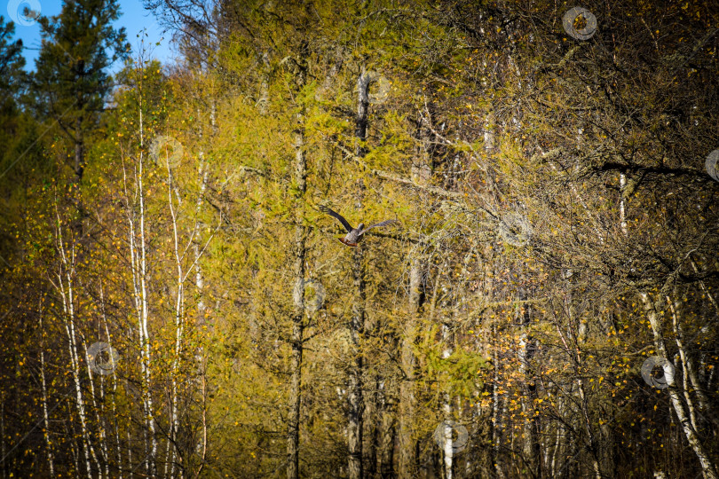 Скачать Копалуха улетает фотосток Ozero