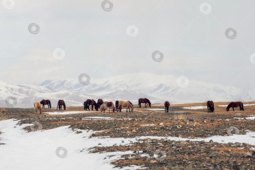 Скачать Табун лошадей на высокогорном скалистом заснеженном плато. фотосток Ozero