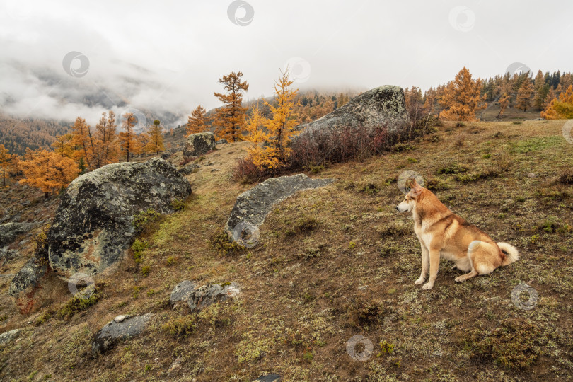 Скачать Рыжая собака в осеннем лесу на вершине горы. фотосток Ozero