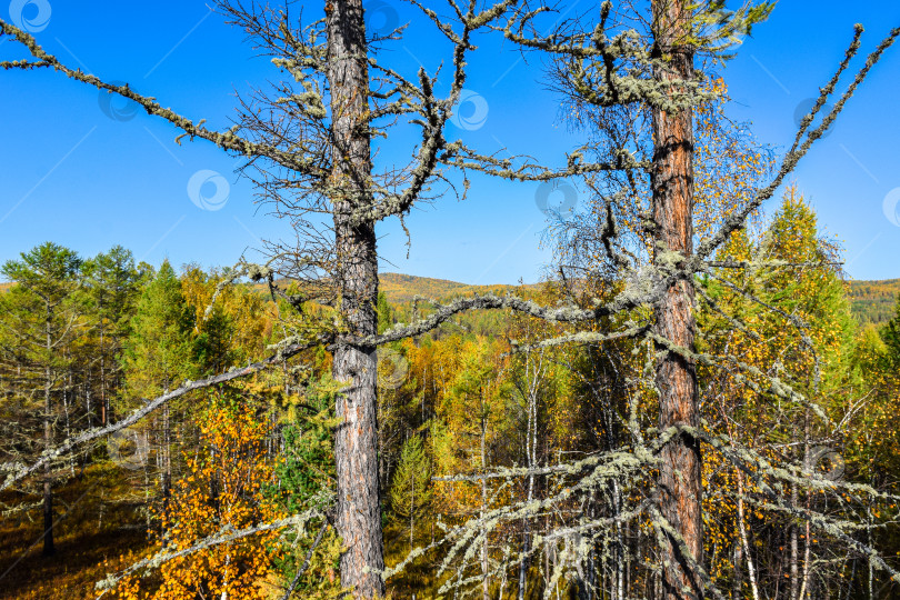 Скачать Древние горы Хакасии. Каменный парк фотосток Ozero