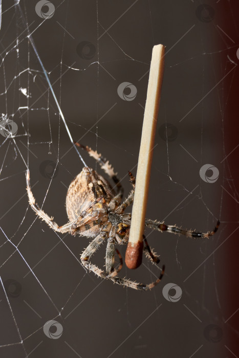 Скачать Паук-крестовник (лат. Araneus) находится в центре паутины. фотосток Ozero