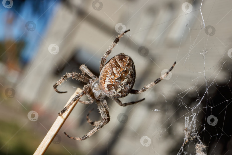 Скачать Паук-крестовник (лат. Araneus) находится в центре паутины. фотосток Ozero