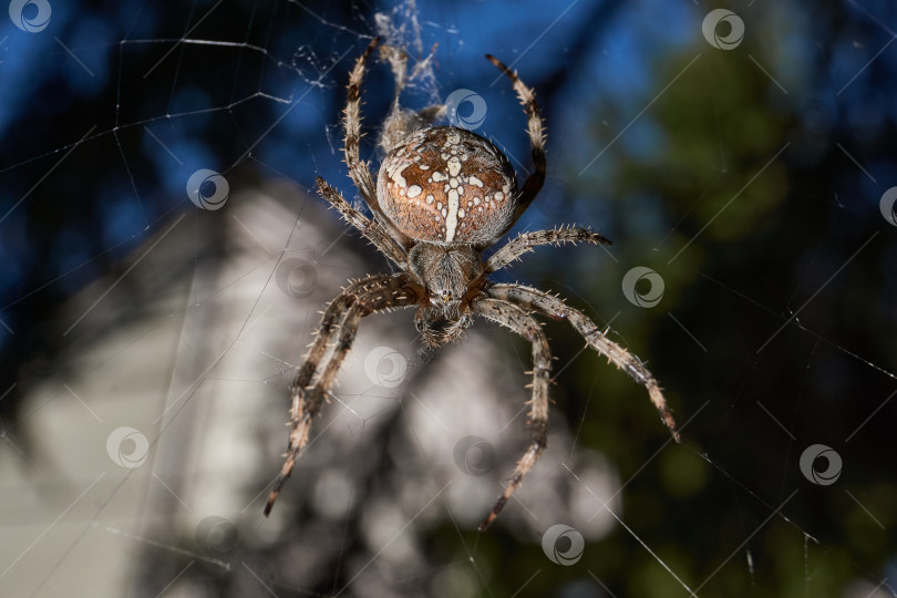 Скачать Паук-крестовник (лат. Araneus) находится в центре паутины. фотосток Ozero