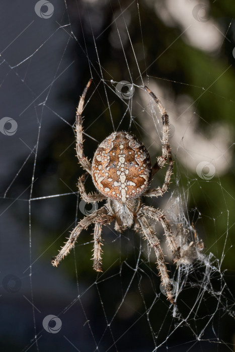 Скачать Паук-крестовник (лат. Araneus) находится в центре паутины. фотосток Ozero