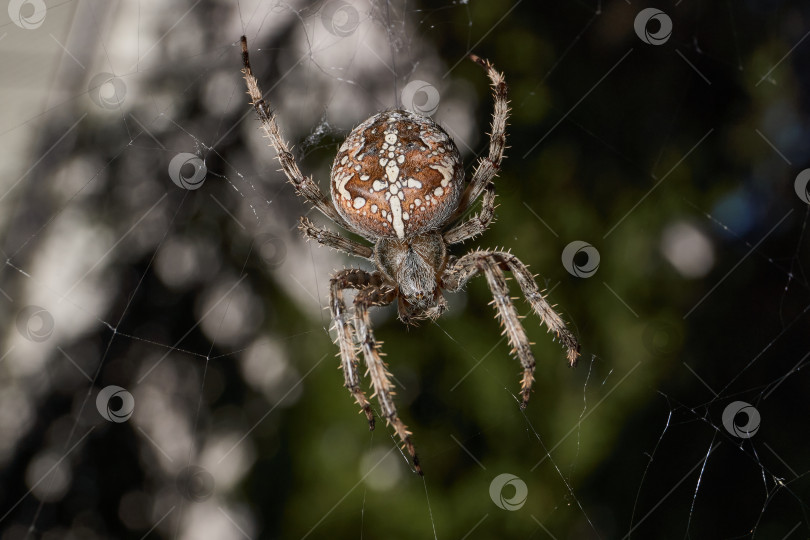 Скачать Паук-крестовник (лат. Araneus) находится в центре паутины. фотосток Ozero